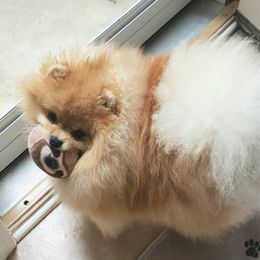Pomeranians from Shining Star Pomeranians