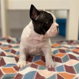 French Bulldog Puppies from Fur Royalty Frenchies