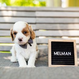Boy 1 - Goldendoodle puppy in Riverton, Utah from Utah Doodlebug