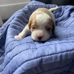 Boy 2 (Ginger) - Cavapoo puppy in Columbus, Ohio from FamilyOodles