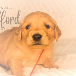 "Clifford from Goldie and Walter" Golden Retriever Puppies from Willowdale Puppies