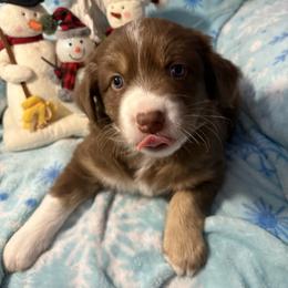 Dancer - Red tri male Miniature Australian Shepherd puppy in Kinsale, Virginia from Northern Neck Aussies