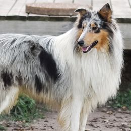 Brody - Collie
