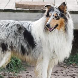 Brody - Collie