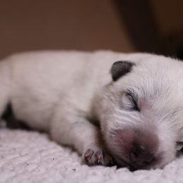 Australian Cattle Dog Puppies from Kanku