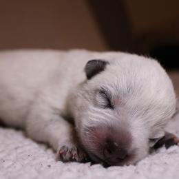 Australian Cattle Dog Puppies from Kanku