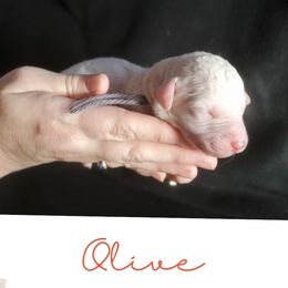 Olive - Cream female Labradoodle puppy in Siloam Springs, Arkansas from Siloam Doodles