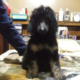 Poodle Puppies from Endearing Standard Poodles