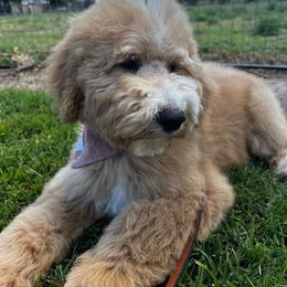 Goldendoodle Puppies from Lundee Doodles