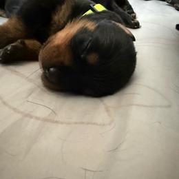 Lime - Black and rust female Rottweiler puppy in Eagle Mountain, Utah from Woolley Darlings