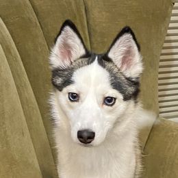 Betty - Pomsky