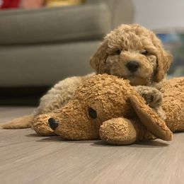 Goldendoodle Puppies from Mumzee Doodles