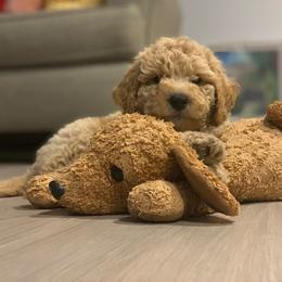 Goldendoodle Puppies from Mumzee Doodles