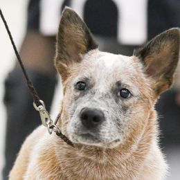 Australian Cattle Dog All Grown Up from JDI Enterprises