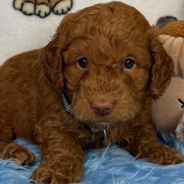 Jordan (Black) - Red  male Goldendoodle puppy in Miami, Florida from Katy's Toy Poodles