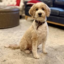 Eva - Goldendoodle