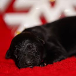 Yellow Ribbon - Black female German Shepherd puppy in Howard City, Michigan from Sherman's Shepherds