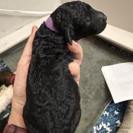 Girl 3 - female Poodle puppy in Leonard, Texas from Deblyns Poodles
