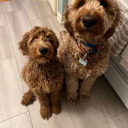 Goldendoodle All Grown Up from Midwest Companions