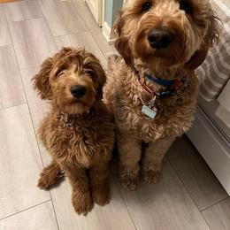 Goldendoodle All Grown Up from Midwest Companions