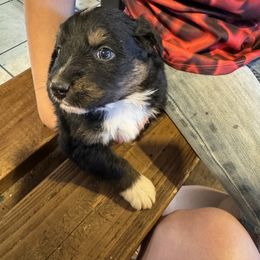 Australian Shepherd Puppies from Hayward aussies
