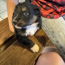 Australian Shepherd Puppies from Hayward aussies