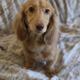 Penny - Dachshund
