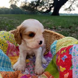 Deb - Blenheim female Cavalier King Charles Spaniel puppy in Stockdale, Texas from Great Oaks Farm Cavaliers