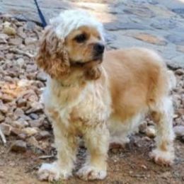 Bailey Mae - Cocker Spaniel