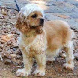 Bailey Mae - Cocker Spaniel