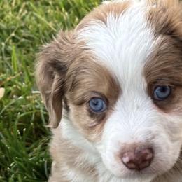 Miniature Australian Shepherds from Happy to See You Mini Aussies