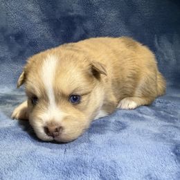 Chutney - Merle male Pomsky puppy in Hudson, New Hampshire from Granite State Pomskies