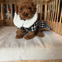 Sassy - Red  female Poodle puppy in Tampa, Florida from The Sweet Life of a Toy Poodle