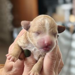 Gucci - Cream female Goldendoodle puppy in Danville, Virginia from Stella’s Stunning Goldendoodles of VA