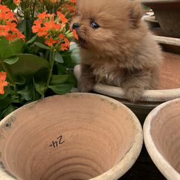 Pomeranian Puppies from Pursell Pomeranians