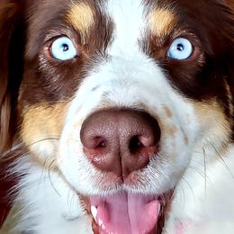 BAILEY "BAYS" - Australian Shepherd