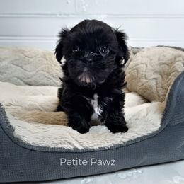 Boy 1 - male Mal-Shi puppy in Tampa, Florida from Petite Pawz