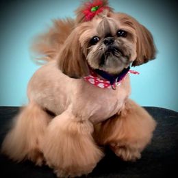 Shih Tzu All Grown Up from Cocktail Shih Tzu