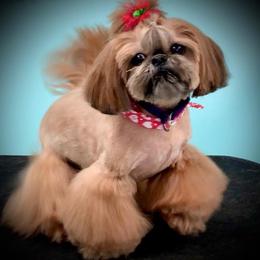 Shih Tzu All Grown Up from Cocktail Shih Tzu