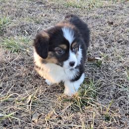 Blue male - Black and tan male Pembroke Welsh Corgi puppy in Harrisburg, Illinois from Parish Corgis