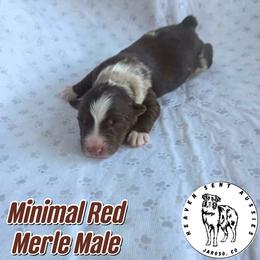 Nacho - Red merle male Miniature Australian Shepherd puppy in Jaroso, Colorado from Heaven Sent Aussies
