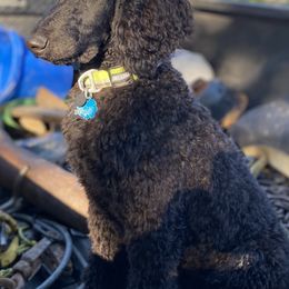 Cane Corso, Labrador Retrievers, and Poodles from Cmjkennels
