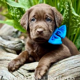 Mr Blue - Chocolate male Labrador Retriever puppy in Portland, Tennessee from Whiskey Ridge Retrievers