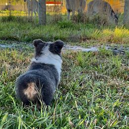 Pembroke Welsh Corgi Puppies from Storybook Corgis