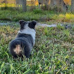 Pembroke Welsh Corgi Puppies from Storybook Corgis