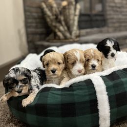 Bernedoodle and Cockapoo Puppies from Pine Haven Doodles
