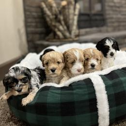 Bernedoodle and Cockapoo Puppies from Pine Haven Doodles