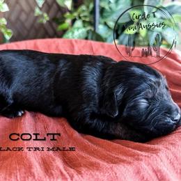Colt - Black tri male Miniature Australian Shepherd puppy in Apache Junction, Arizona from Circle T Mini Aussies