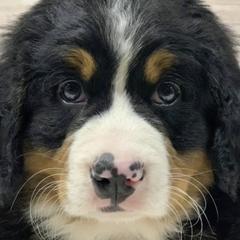 Bernedoodles, Bernese Mountain Dogs, Poodles, and Sheepadoodles from Bubbling Springs Doodles, LLC
