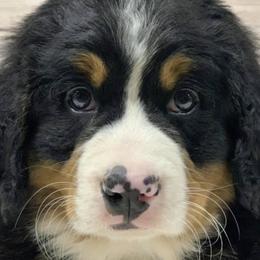 Bernedoodles, Bernese Mountain Dogs, Poodles, and Sheepadoodles from Bubbling Springs Doodles, LLC